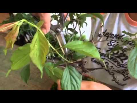 盆栽の育て方 梅の新芽を切る場所 インテリア盆栽工房boncyu Youtube