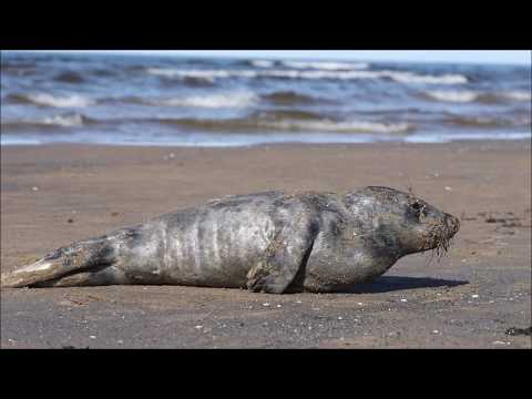 Video: Apbrīnojams dzīvnieks – pelēkais ronis