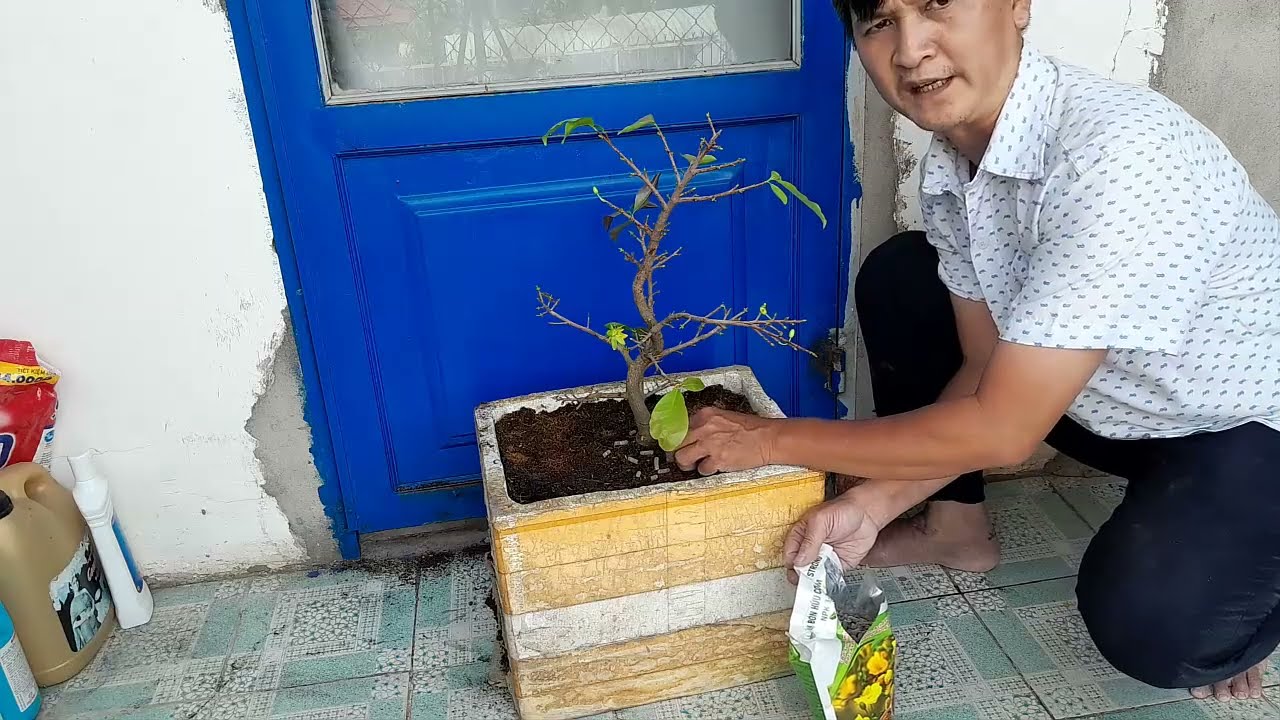 Planting and replanting apricot trees|Trồng và dưỡng lại cây mai tứ quý vào trong thùng xốp