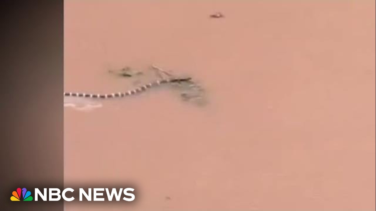 Hundreds of snakes loose in China after typhoon Hundreds of snakes loose in China after typhoon