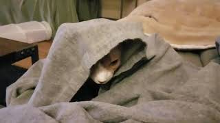 Sphynx cat peekaboo and squinty Ozzy by SphynxDaddy 86 views 5 years ago 1 minute, 2 seconds