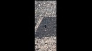 Thumbnail for Man schiet op bezoekers bij beroemde piramide