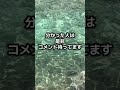 沖縄県の海で発見! #shortvideo #shorts #short #沖縄 #宮古島