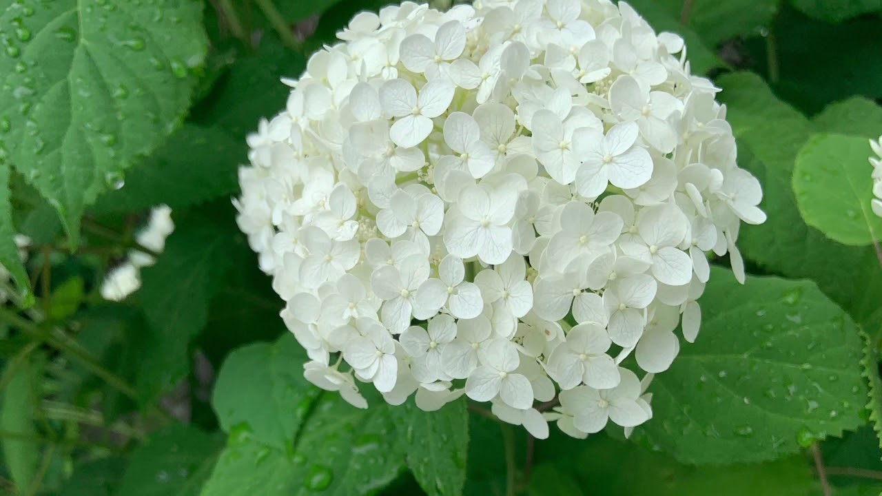 Hydrangeas In Japan - YouTube