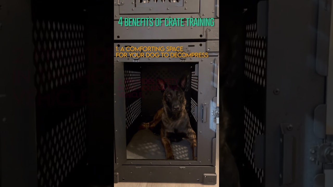 4 benefits of crate training 💪🏻