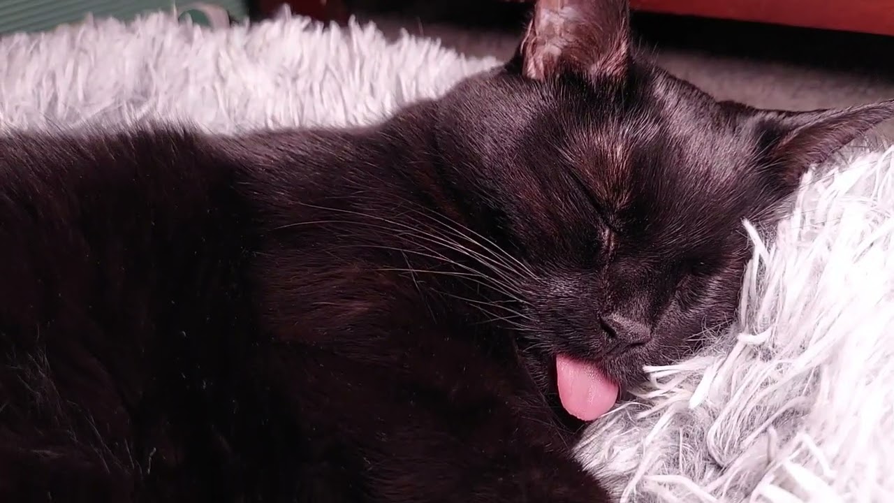 The Cat's Tongue 3. Serena the kAt.