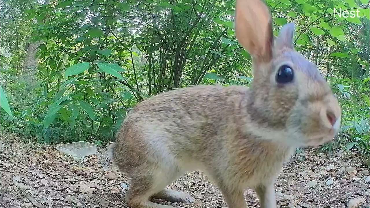 Bunny sniffs camera YouTube