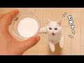 あまり鳴かないポムさんのへんてこ鳴き声特集!