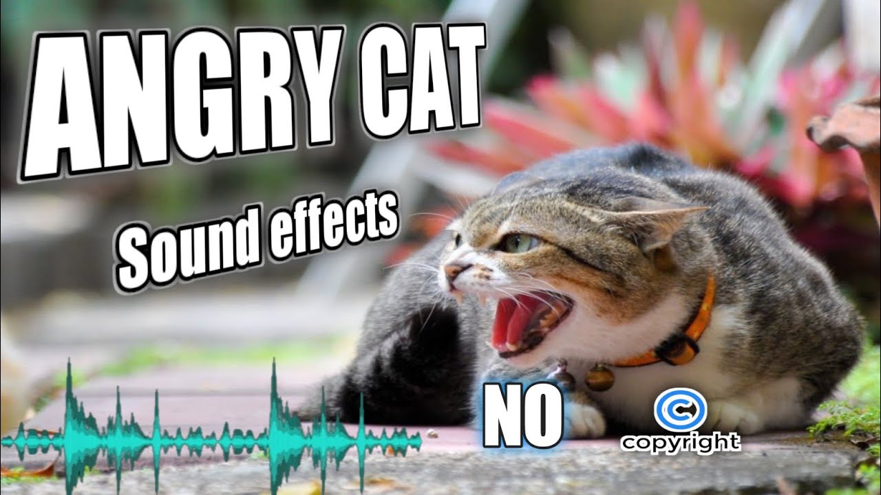 CapCut_Angry Cat Sound That Attract Cats
