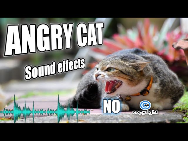 CAT ANGRY SOUND - Realistic Cat Sound