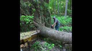 Cutting Uprooted Timber with Massive Root Ball!