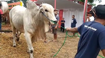 MOMENT MAS HERMAWAN SETIA FARM DATANG KE KONTES SAPI APPSI KABUPATEN KARAWANG 2019