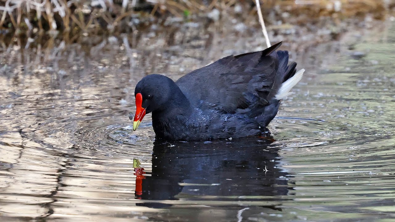 Australia Part 39: Birding Herdsman Lake, after the flight Sydney-Perth Oct 17 #canon_r5 #rf100_500