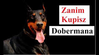 Before you BUY a Doberman Before you BUY a Doberman