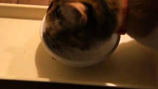 ペティオさん　キャットデンタル・オーラルケアスナック　ささみ.MP4