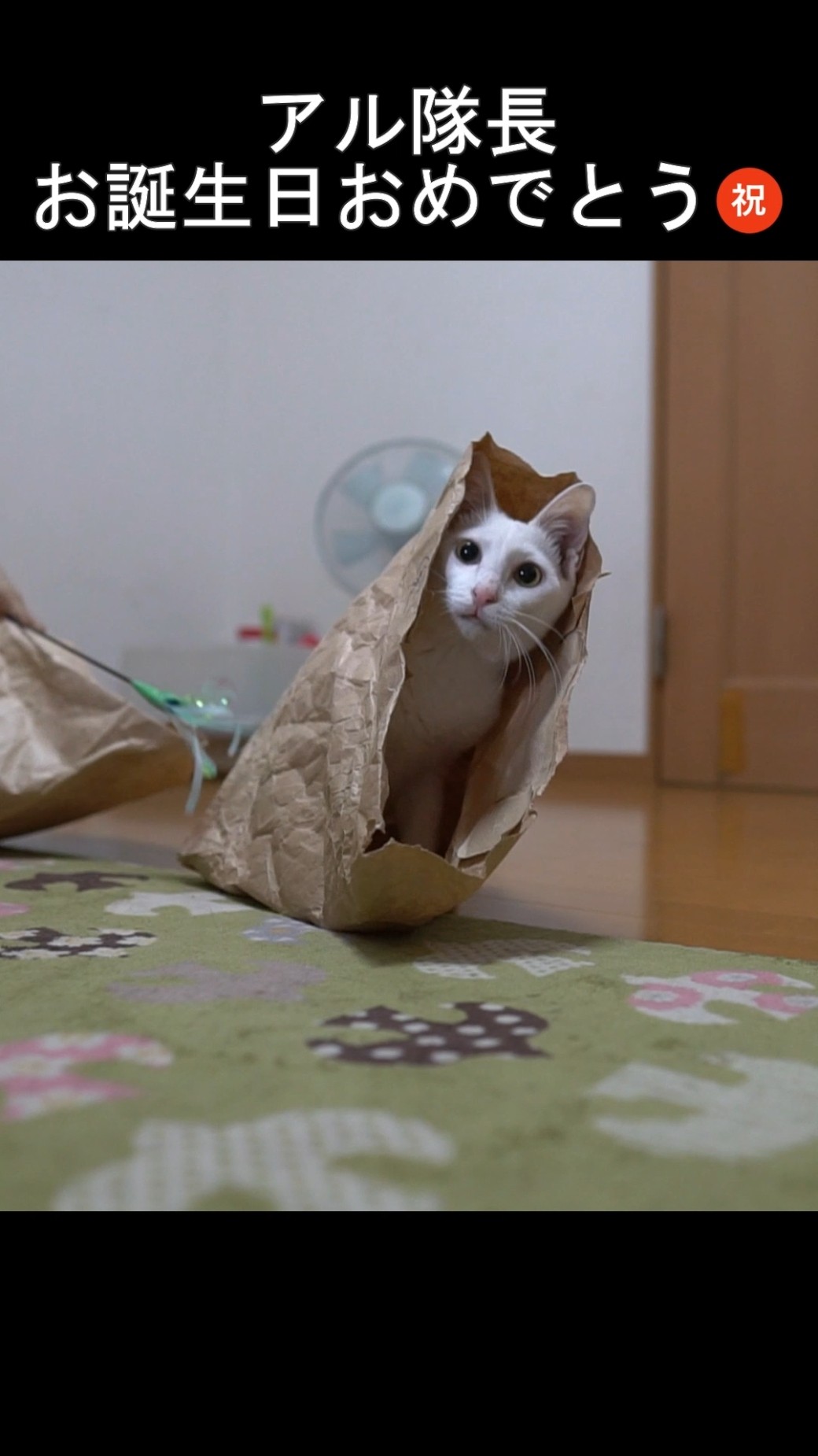 紫苑猫様専門ページ shion紫音 - YouTube