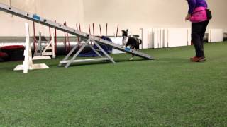 Gava agility 7,5kk -081114 rengas 2.treeni, irtoaminen U-rata ja keinun pamauttelu