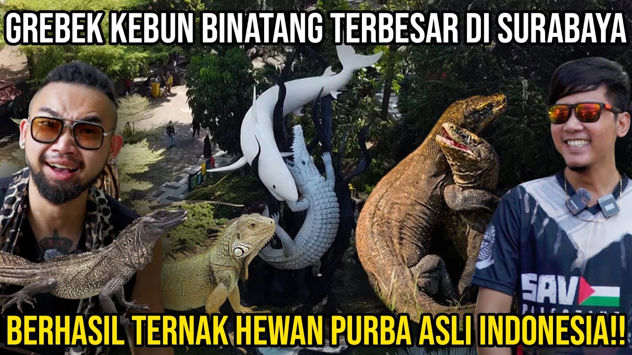 GREBEK KEBUN BINATANG TERBESAR DI SURABAYA BERHASIL TERNAK HEWAN PURBA ASLI INDONESIA!! KBS SURABAYA