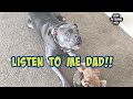 Talking Pitbull Demanding His Dad To Play Is Amazing!!