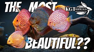 What Are The Most Beautiful Fish In The Hobby?