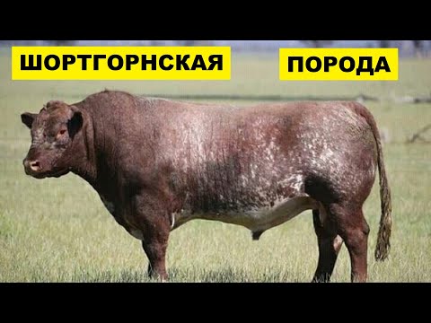 Разведение Шортгорнской породы коров как бизнес идея | КРС | Шортгорнские коровы