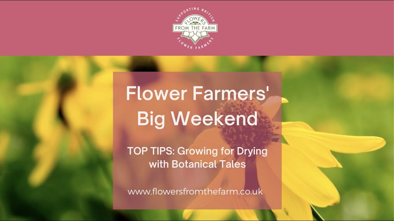 Growing for Drying with Bex Partridge of Botanical Tales | Flower Farmers' Big Weekend 2020