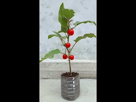 Grow tomato unique way 🍅🍆 how to grow tomato from eggplant tree #shorts