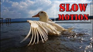 Stunning Slow Motion Bathing Duck!
