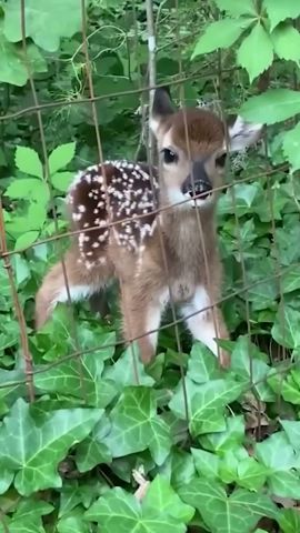 Cutest Animal Babies Ever! 😍