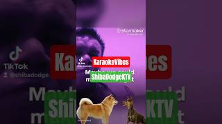 Shiba and Dodge KaraokeTV #robynsong #fyp #shorts #karaoke