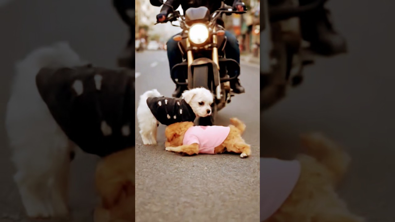 The little puppy friend had an accident#ai #animals #animation #emotional #aijholgol #cutealert