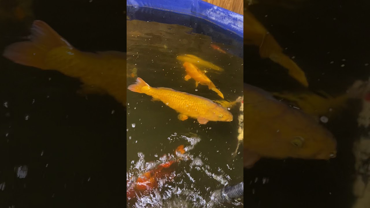Koi eggs 7hours later YouTube