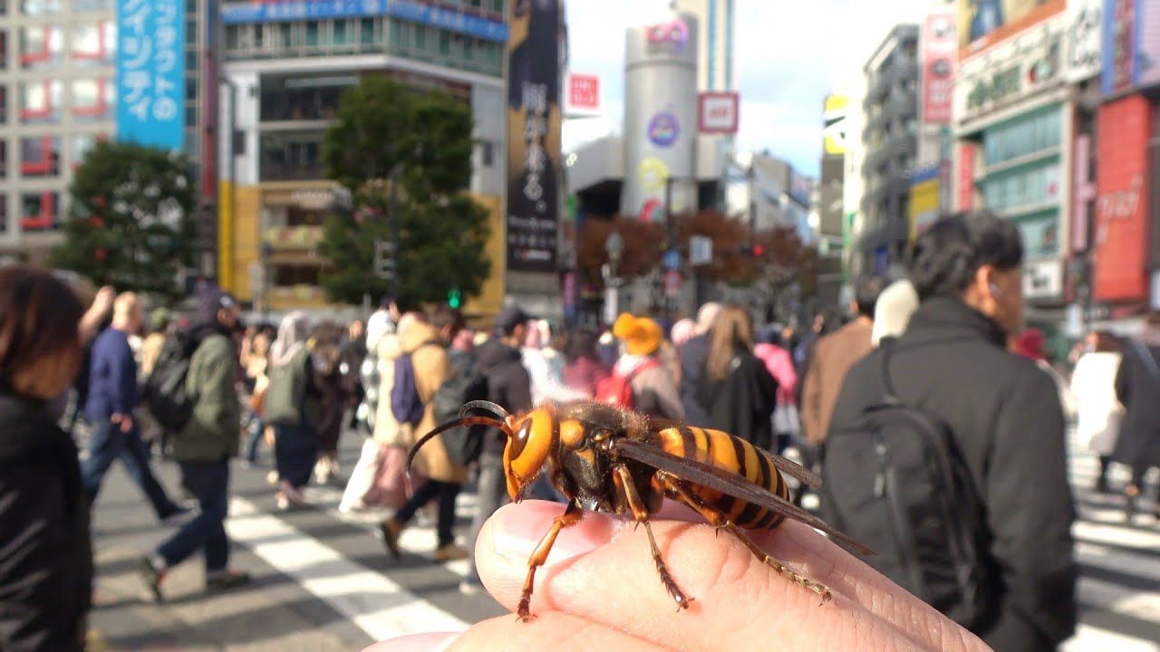 渋谷でオオスズメバチ散歩させてみた