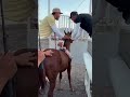 EL MEJOR JINETE DE CARRERAS #horse #horse #horseracing #corridos