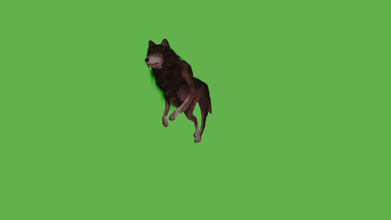 BLENDER  WOLF GREEN SCREEN VIDEO
