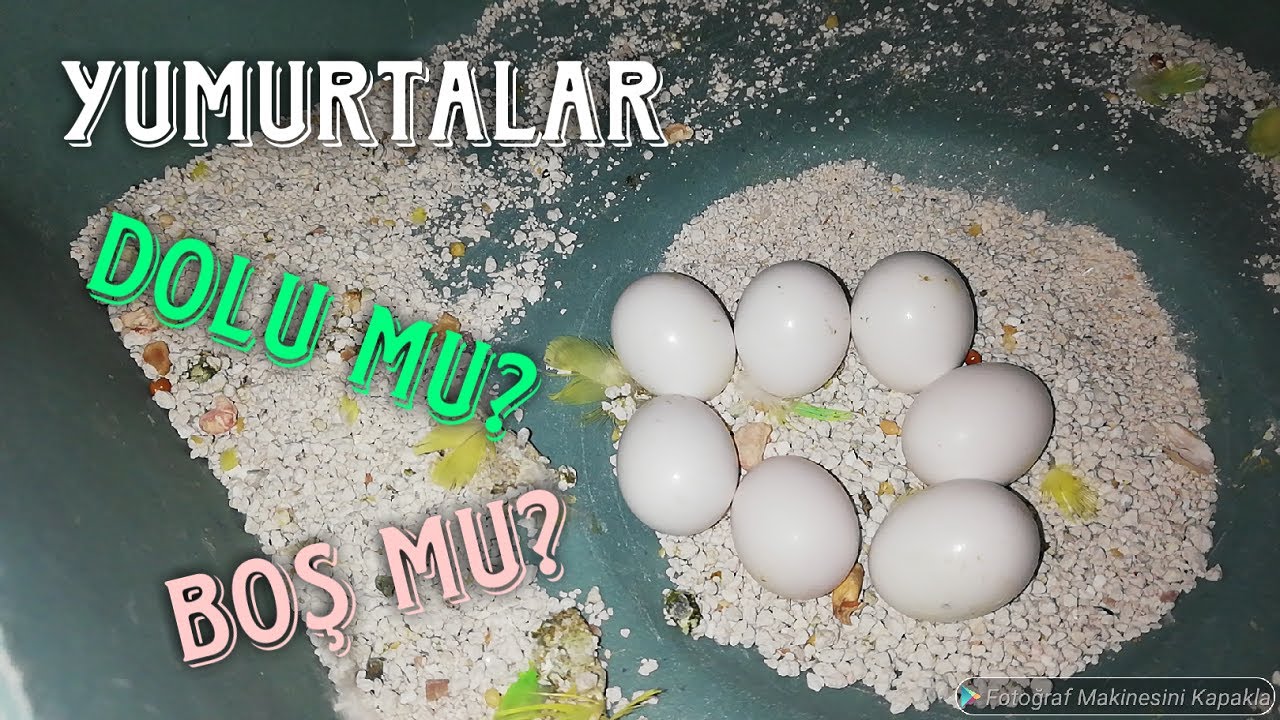 Muhabbet Kuşlarında Yumurta Kontrolü Nasıl Yapılır? (Dolu Mu? - Boş Mu? - Bozuk Mu?)
