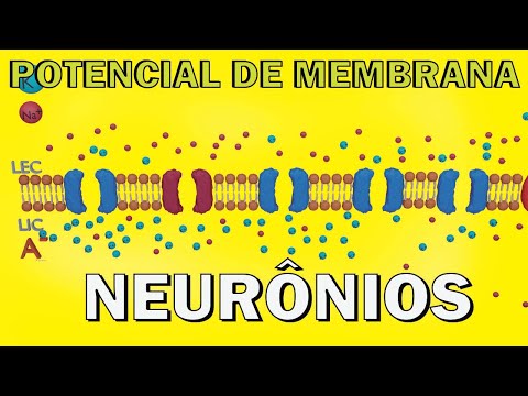 Vídeo: Durante o potencial de repouso de um neurônio?