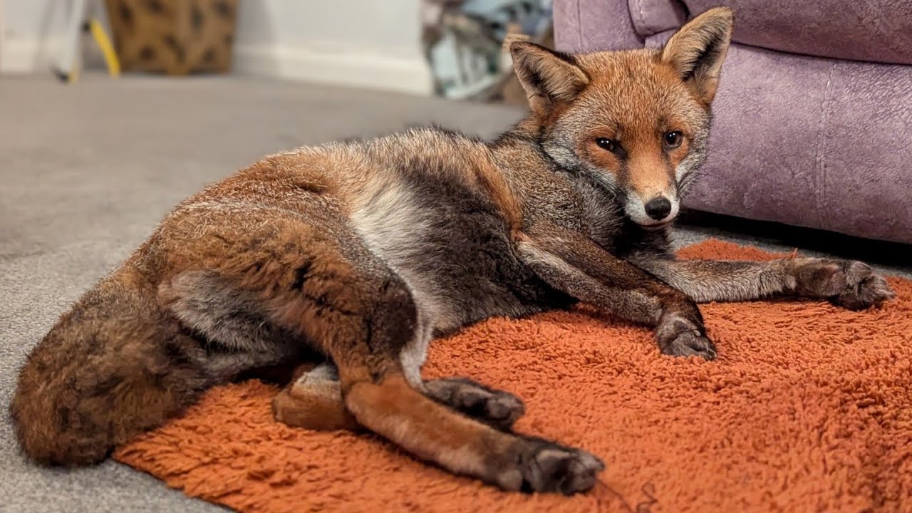 Дёрли думает, что живёт здесь (Часть 2)