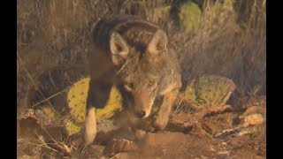 Stalking Or Stalked? - Approaching Wild Coyotes W/ Pit Bull (Unedited) * Very Interesting *