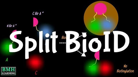 Split BioID | Proximity Dependent Biotinylation | Proximity Labelling Assay |