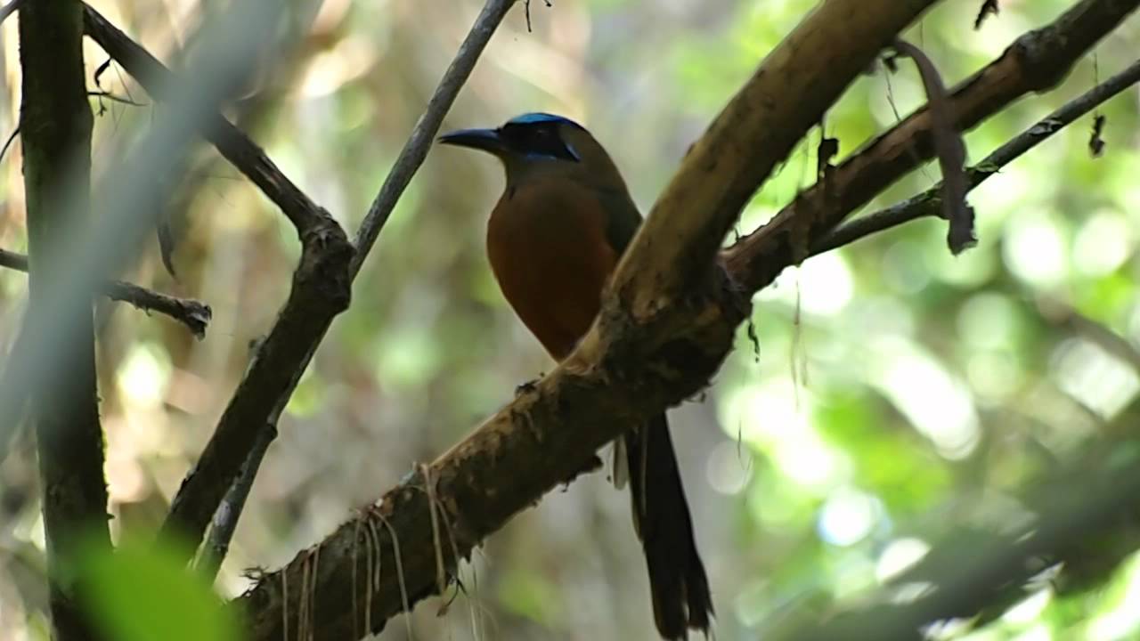 Whooping Motmot in Gamboa - Panama 