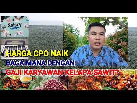 HARGA CPO NAIK DRASTIS || BAGAIMANA NASIB GAJI KARYAWAN PERKEBUNAN KELAPA SAWIT