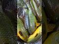#unfrezzmyaccount #fishing #angler #handfish #funnyanimal #funnyfish #funny #bestfishingtechniques