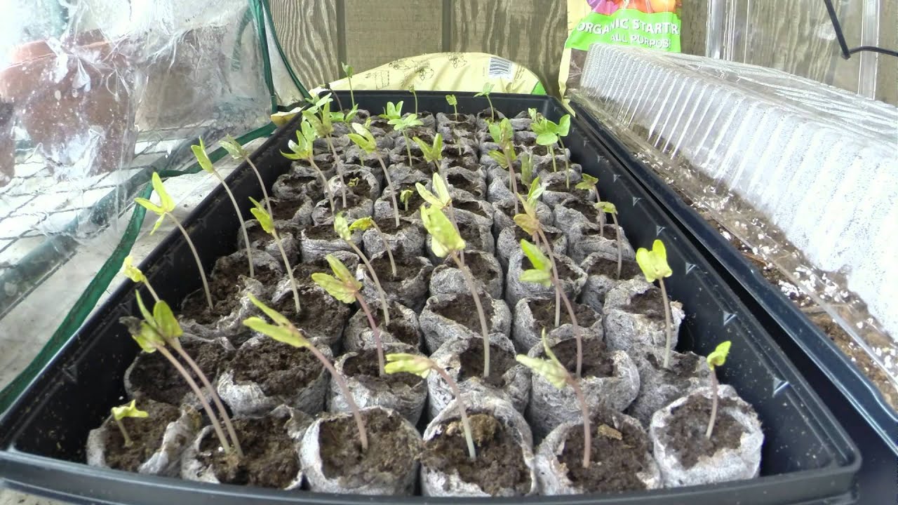 morning glory seedling timelapse YouTube