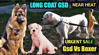 Superb quality | Long coat gsd vs white Boxer dog | Near heat gsd | boxer puppy