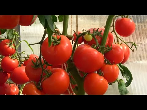 Правильные сроки посева томатов! Эти ошибки снижают урожай