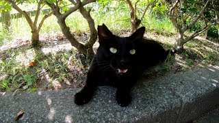 顔も声も可愛い黒猫ちゃん