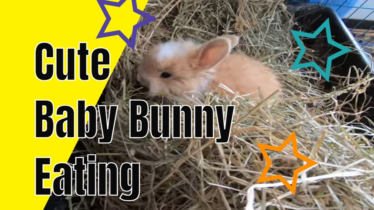 Cute baby bunny eating video