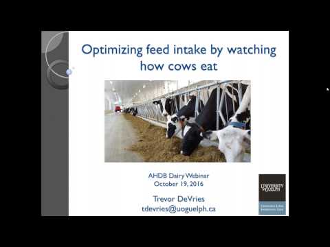 Maximising feed intake – access and consumption