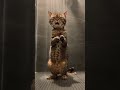猫のシャワーソング